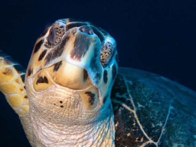 Things To Do In Salt Cay