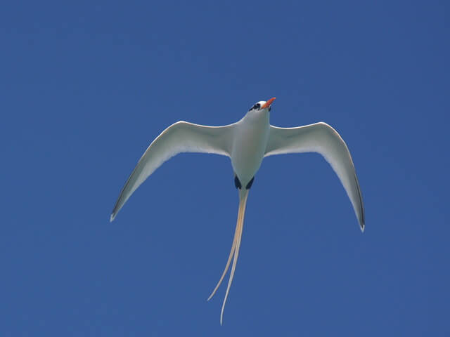 Things To Do In Salt Cay