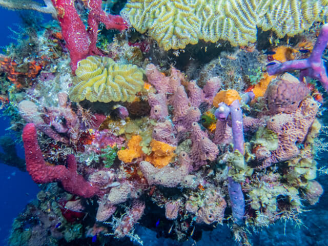 Things To Do In Salt Cay