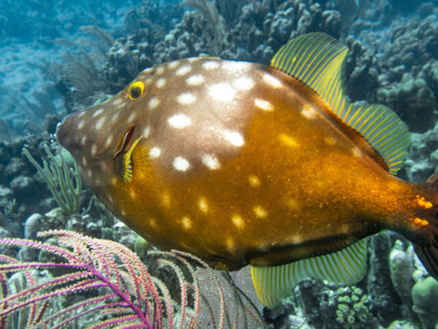 Things To Do In Salt Cay