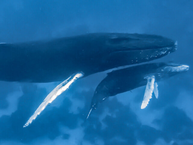 Things To Do In Salt Cay